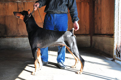 ドーベルマン　親犬　ブリーダー　ドッグショー