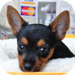 ミックス犬の子犬 ブラックタン オス MIX ブリーダー 子犬販売の専門店 AngelWan 横浜