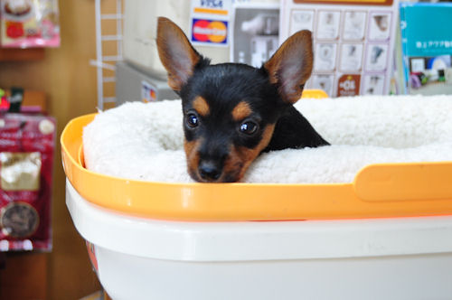 ミックス 仔犬販売 雑種 MIX ブリーダー 子犬販売の専門店 AngelWan 東京 千葉 埼玉 神奈川 静岡 山梨