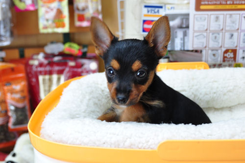 ジャックラッセルテリア ヨークシャーテリア 雑種 MIX ブリーダー 子犬販売の専門店 AngelWan 三重 滋賀 岐阜 石川 富山 新潟