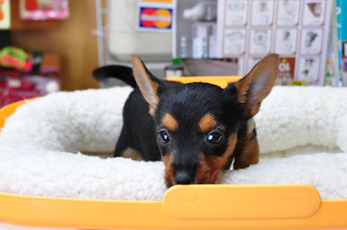 ミックス 仔犬販売 ブリーダー MIX ブリーダー 子犬販売の専門店 AngelWan JAL ANA 全国対応 空輸 陸送