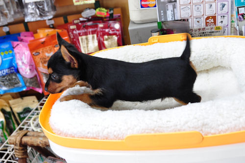 MIX　ブリーダー　子犬販売の専門店　AngelWan　室内犬　デザインドッグ　ペットショップ