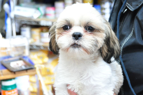 シーズー　ブリーダー　子犬販売の専門店　AngelWan　東京　千葉　埼玉　神奈川　ペット