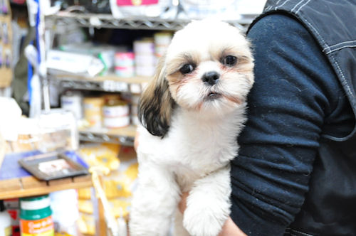 シーズー　ブリーダー　子犬販売の専門店　AngelWan　福岡　広島　兵庫　京都　大阪