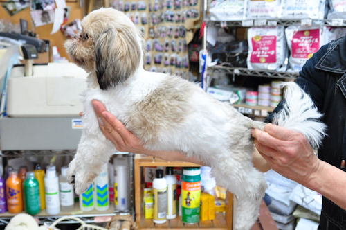 シーズー　ブリーダー　子犬販売の専門店　AngelWan　横浜　ペットショップ　全国対応