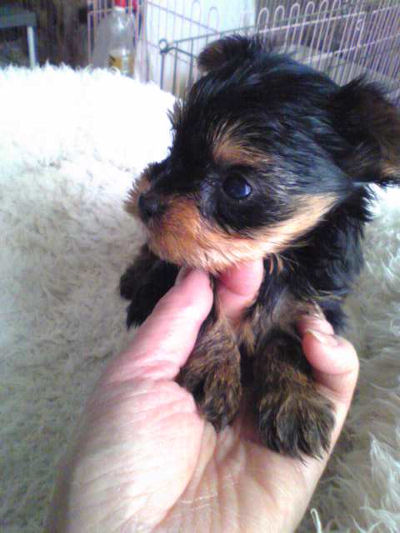 ヨーキー　ブリーダー　子犬販売の専門店　AngelWan　東京　千葉　埼玉　神奈川　茨城