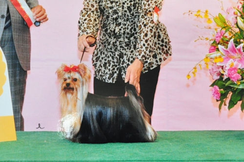 ヨークシャーテリア　ブリーダー　子犬販売の専門店　AngelWan　横浜　ドッグショー　父犬