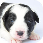 ボーダーコリー　ブリーダー　子犬販売の専門店　AngelWan　横浜