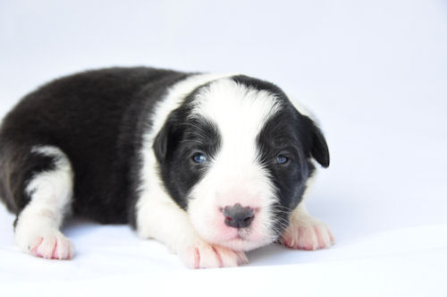 ボーダーコリー　ブリーダー　子犬販売の専門店　AngelWan　横浜市　戸塚区　泉区