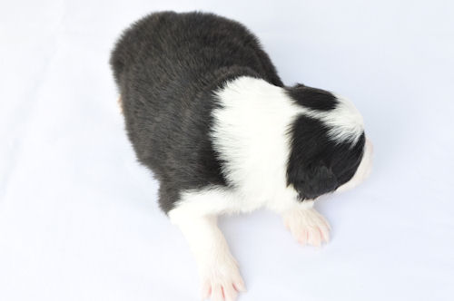 ボーダーコリー　ブリーダー　子犬販売の専門店　AngelWan　港北区　都筑区　青葉区