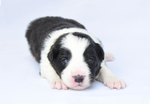 ボーダーコリー　ブリーダー　子犬販売の専門店　AngelWan　緑区　瀬谷区　旭区　中区