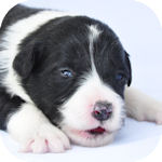 ボーダーコリー　ブリーダー　子犬販売の専門店　AngelWan　横浜