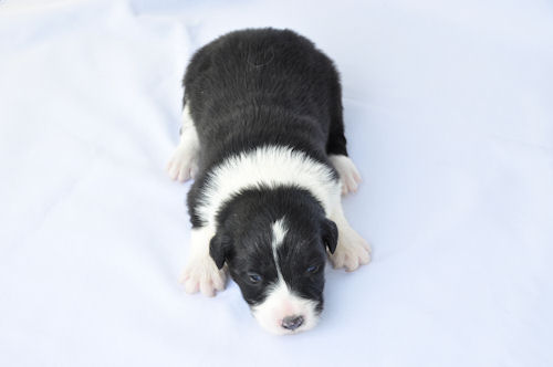 ボーダーコリー　ブリーダー　子犬販売の専門店 鎌倉　逗子　葉山　茅ヶ崎　平塚　小田原