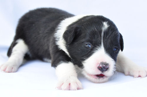 ボーダーコリー　ブリーダー　子犬販売の専門店　AngelWan　東京　千葉　埼玉　静岡