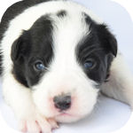 ボーダーコリー　ブリーダー　子犬販売の専門店　AngelWan　横浜