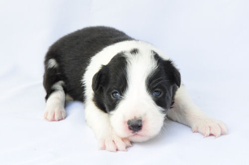 ボーダーコリー　ブリーダー　子犬販売の専門店　AngelWan　青森　岩手　福島　宮城