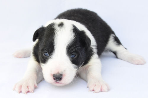 ボーダーコリー　ブリーダー　子犬販売の専門店　AngelWan　福岡　広島　兵庫　京都