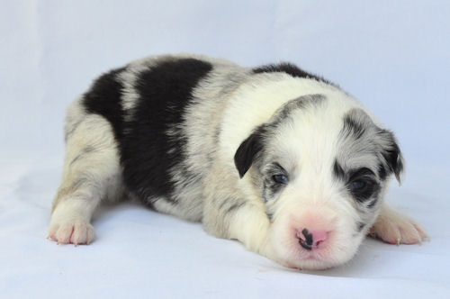 ボーダーコリー　ブリーダー　子犬販売の専門店　AngelWan　茨城　栃木　群馬　新潟