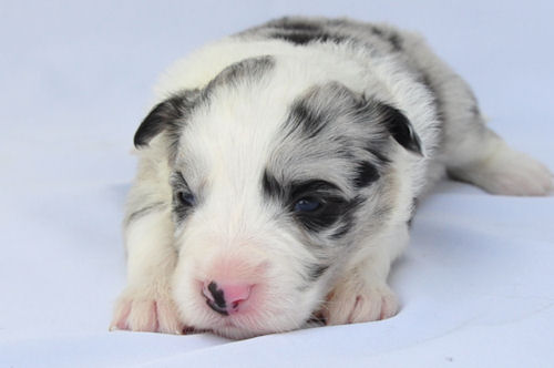 ボーダーコリー　ブリーダー　子犬販売の専門店　AngelWan　中型犬　外飼い可能