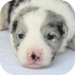 ボーダーコリー　ブリーダー　子犬販売の専門店　AngelWan　　横浜