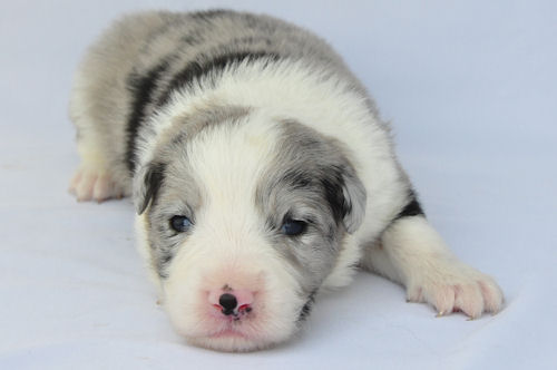 ボーダーコリー　ブリーダー　子犬販売の専門店　AngelWan　ペットショップ　横浜