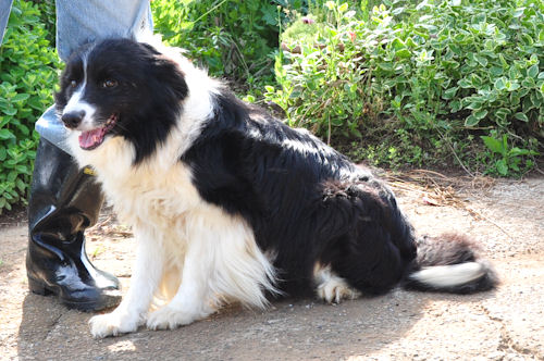 ボーダーコリー　ブリーダー　子犬販売の専門店　AngelWan　横浜
