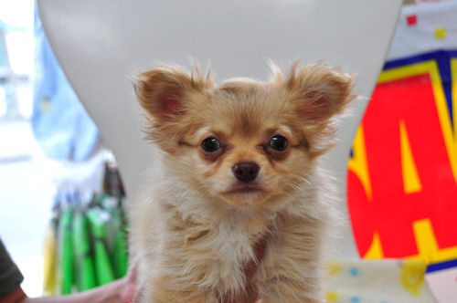 チワワ　ブリーダー　子犬販売の専門店　AngelWan　横浜市　戸塚区　泉区　都筑区