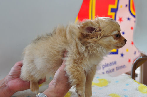 チワワ　ブリーダー　子犬販売の専門店　AngelWan　青葉区　港北区　緑区　瀬谷区　