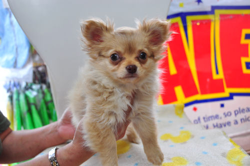 チワワ　ブリーダー　子犬販売の専門店　AngelWan　川崎　町田　千葉　相模原　旭区