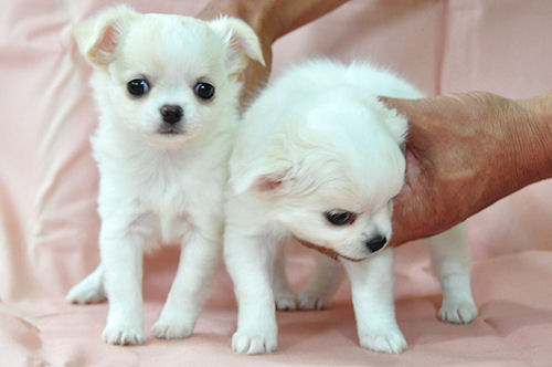 チワワ　ブリーダー　子犬販売の専門店　AngelWan　川崎　町田　相模原　藤沢　茅ヶ崎