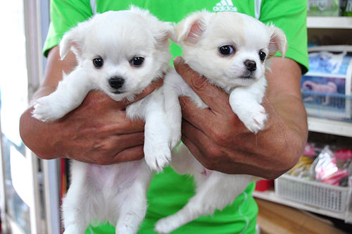 チワワ　ブリーダー　子犬販売の専門店　AngelWan　東京　埼玉　神奈川　千葉　静岡