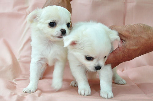 チワワ　ブリーダー　子犬販売の専門店　AngelWan　横浜　ペットショップ　全国対応可能