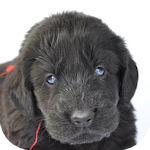 フラットコーテッドレトリバー　ブリーダー　子犬販売の専門店　AngelWan　横浜