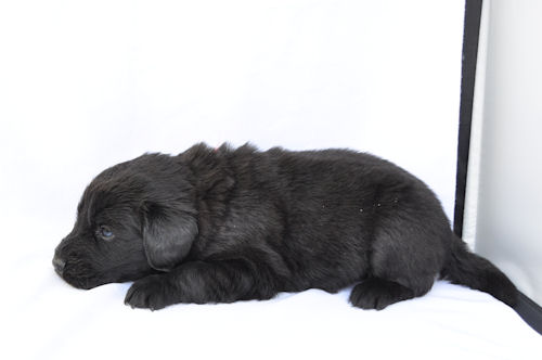 フラットコーテッドレトリバー　ブリーダー　子犬販売の専門店　AngelWan　横浜　川崎