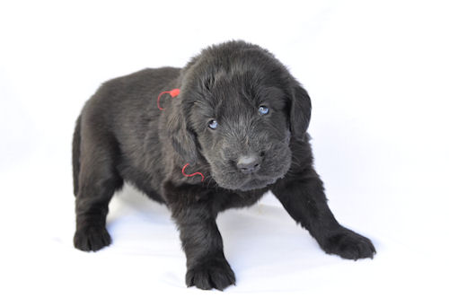 フラットコーテッドレトリバー　ブリーダー　子犬販売の専門店　AngelWan　鎌倉　逗子