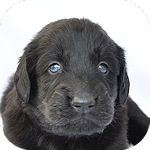 フラットコーテッドレトリバー　ブリーダー　子犬販売の専門店　AngelWan　横浜