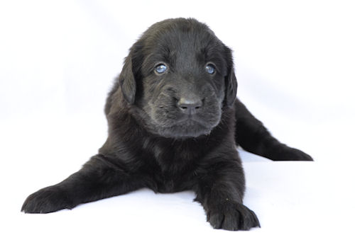 フラットコーテッドレトリバー　ブリーダー　子犬販売の専門店　AngelWan　町田　相模原