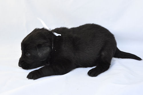 フラットコーテッドレトリバー　ブリーダー　子犬販売の専門店　AngelWan　静岡　愛知