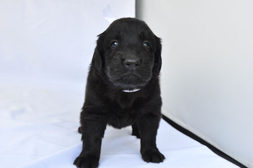 フラットコーテッドレトリバー　ブリーダー　子犬販売の専門店　AngelWan　神奈川　埼玉