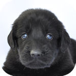 フラットコーテッドレトリバーの子犬 ブラック メス フラットコーテッドレトリバー ブリーダー 子犬販売の専門店 AngelWan 横浜