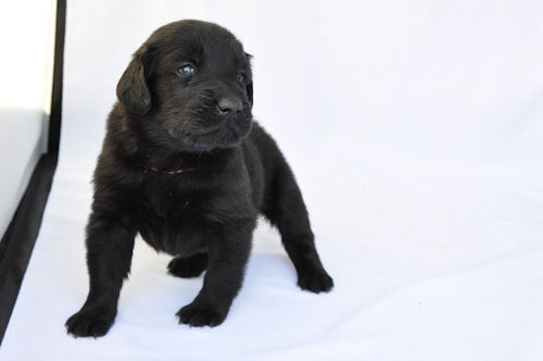 フラットコーテッドレトリバー 子犬 画像 フラットコーテッドレトリバー ブリーダー 子犬販売の専門店 AngelWan 大阪 滋賀