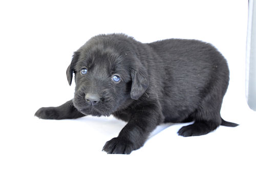 フラットコーテッドレトリバー 子犬直販 ブリーダー フラットコーテッドレトリバー ブリーダー 子犬販売の専門店 AngelWan 三重 岐阜