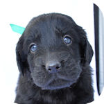 フラットコーテッドレトリバーの子犬 ブラック メス フラットコーテッドレトリバー ブリーダー 子犬販売の専門店 AngelWan 横浜