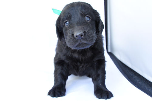 フラットコーテッドレトリバー JKC 子犬情報 フラットコーテッドレトリバー ブリーダー 子犬販売の専門店 AngelWan 青森 岩手 福島