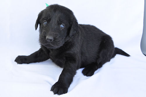 フラットコーテッドレトリバー ペットショップ 神奈川 フラットコーテッドレトリバー ブリーダー 子犬販売の専門店 AngelWan 宮城 秋田 長野