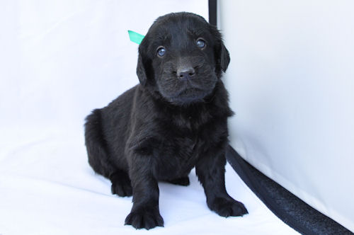 フラットコーテッドレトリバー 川 海 山 遊ぶ フラットコーテッドレトリバー ブリーダー 子犬販売の専門店 AngelWan 大型犬 全国対応