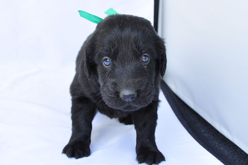 フラットコーテッドレトリバー 出産情報 仔犬 フラットコーテッドレトリバー ブリーダー 子犬販売の専門店 AngelWan アウトドア 一緒