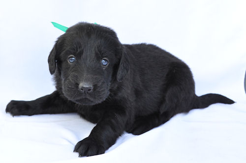 フラットコーテッドレトリバー 全国対応可能 空輸 フラットコーテッドレトリバー ブリーダー 子犬販売の専門店 AngelWan 湘南 山梨 栃木