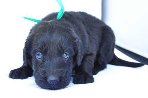 フラットコーテッドレトリバー 子犬選び 仔犬探し フラットコーテッドレトリバー ブリーダー 子犬販売の専門店 AngelWan トレーニング 訓練