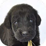 フラットコーテッドレトリバー　ブリーダー　子犬販売の専門店　AngelWan　横浜